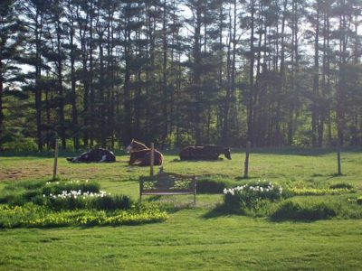 Spring Projects at Homeland Farm Image